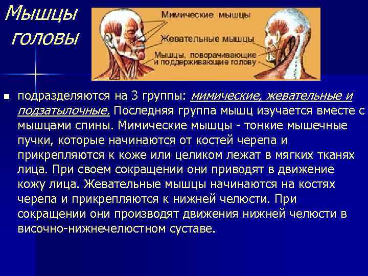 Мышцы головы n подразделяются на 3 группы: мимические, жевательные и подзатылочные. Последняя группа мышц