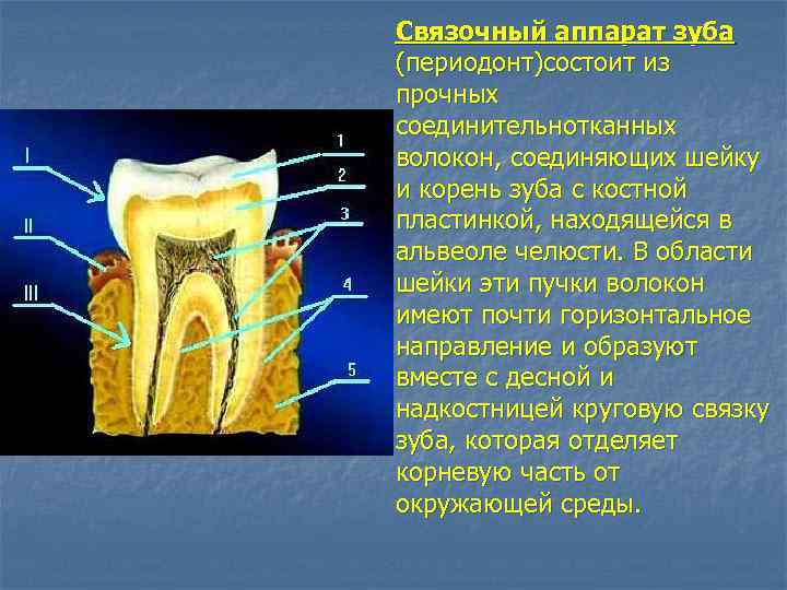 Связочный аппарат зуба (периодонт)состоит из прочных соединительнотканных волокон, соединяющих шейку и корень зуба с