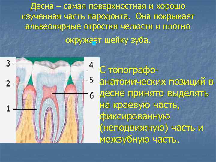 Десна – самая поверхностная и хорошо изученная часть пародонта. Она покрывает альвеолярные отростки челюсти