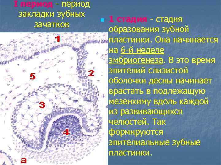 I период - период закладки зубных зачатков n 1 стадия - стадия образования зубной
