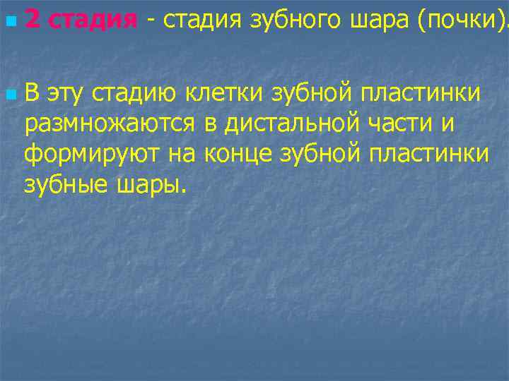 n n 2 стадия - стадия зубного шара (почки). В эту стадию клетки зубной