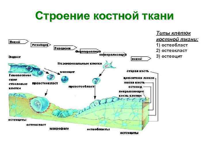 Остеокласты и остеобласты картинки