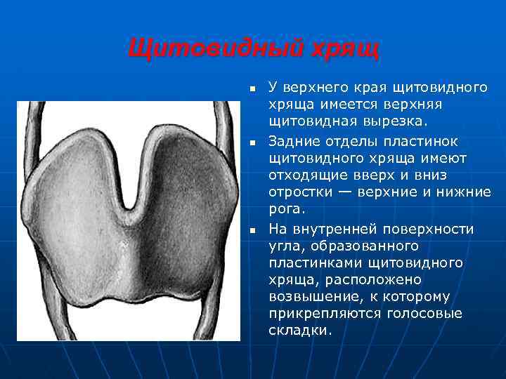 Как называется орган человека обозначенный на рисунке буквой а трахея гортань щитовидная железа язык