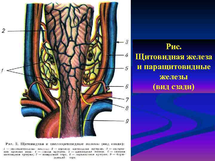 Щитовидная паращитовидная надпочечники