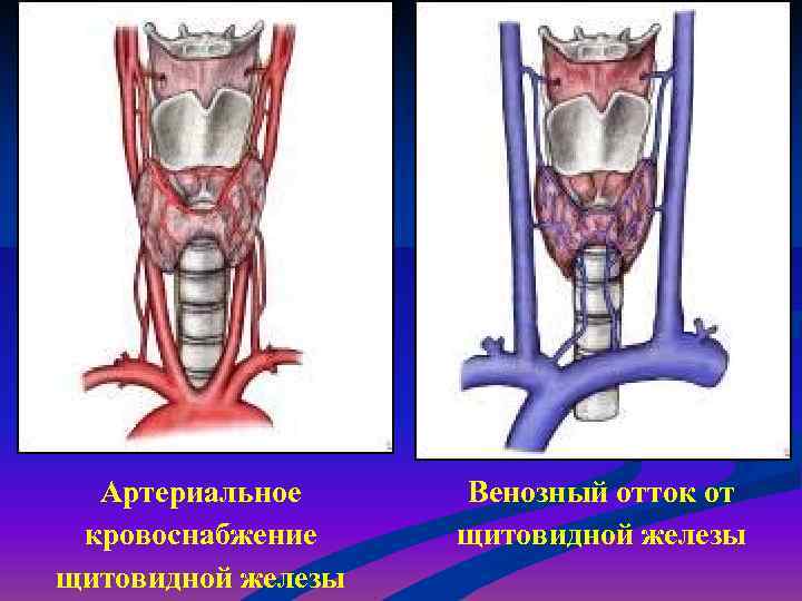 Артерии щитовидной железы. Безымянная артерия щитовидной железы. Кровоснабжение щитовидной железы. Венозный отток щитовидной железы. Отток крови от щитовидной железы.