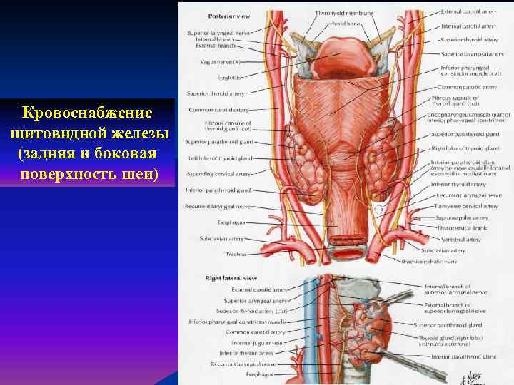 Кровоснабжение щитовидной железы (задняя и боковая поверхность шеи) 