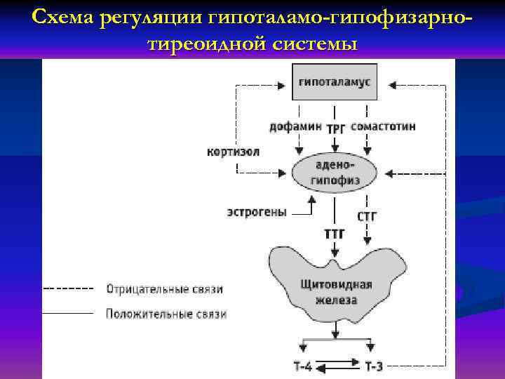 Схема регуляции гипоталамо-гипофизарнотиреоидной системы 