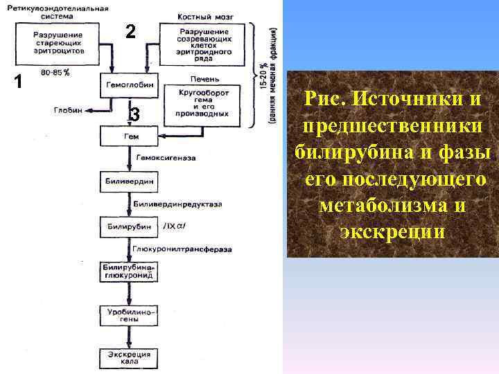 2 1 3 Рис. Источники и предшественники билирубина и фазы его последующего метаболизма и