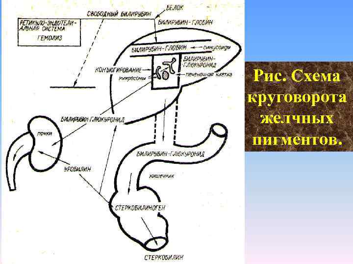 Рис. Схема круговорота желчных пигментов. 