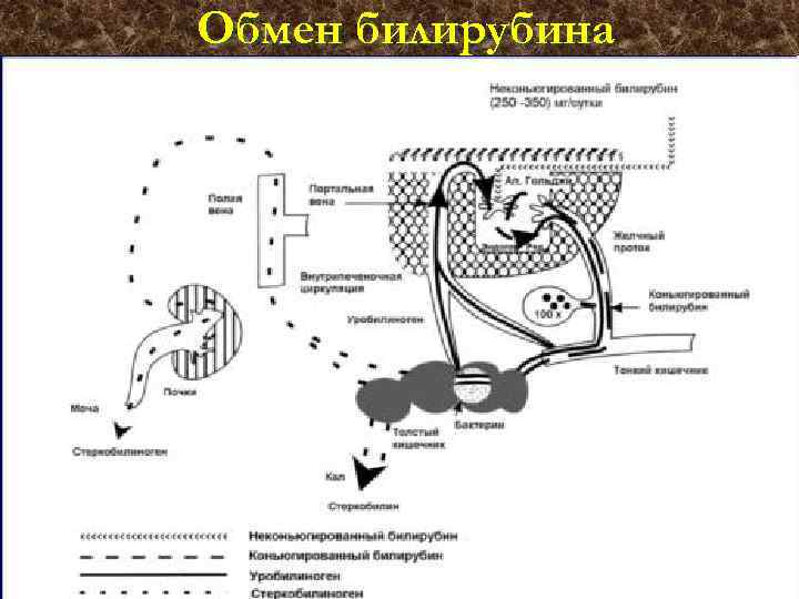 Обмен билирубина 