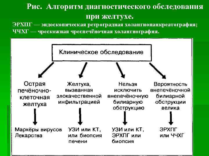 План обследования пациента с желтухой