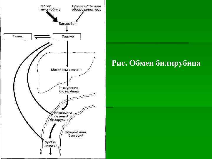Рис. Обмен билирубина . 