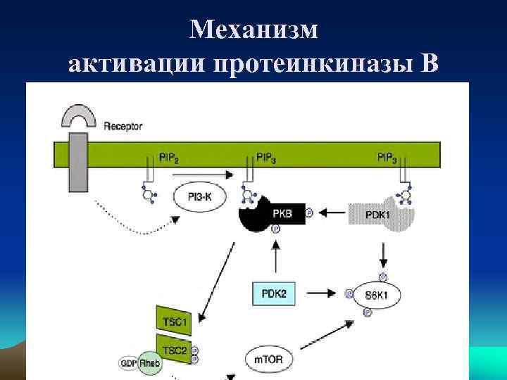 Активируйте механизм