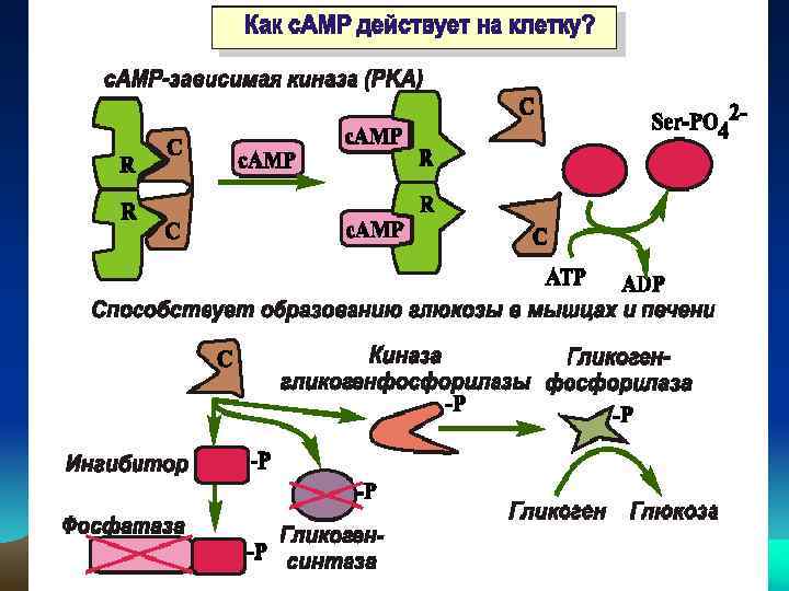 Схема межклеточной кооперации