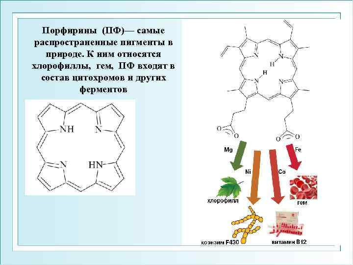 Порфирины (ПФ)— самые распространенные пигменты в природе. К ним относятся хлорофиллы, гем, ПФ входят