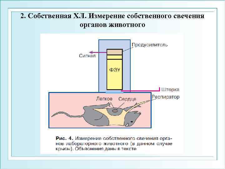 2. Собственная ХЛ. Измерение собственного свечения органов животного 