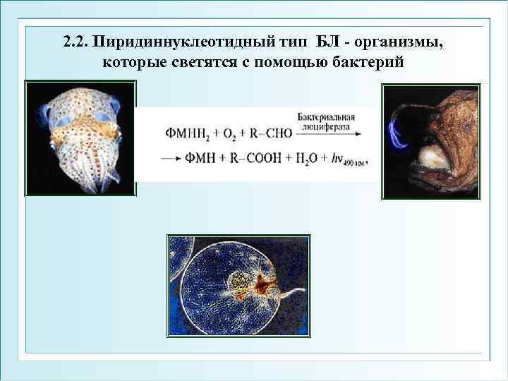 2. 2. Пиридиннуклеотидный тип БЛ - организмы, которые светятся с помощью бактерий 
