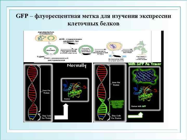 GFP – флуоресцентная метка для изучения экспрессии клеточных белков 