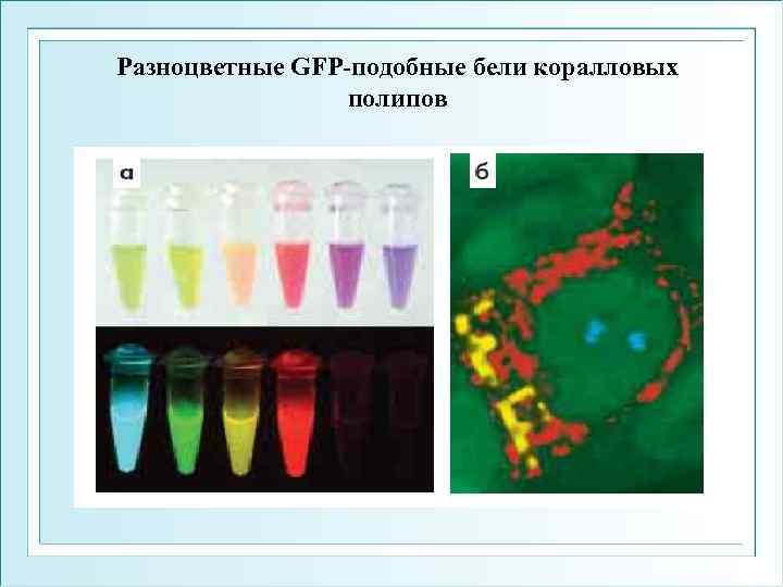 Разноцветные GFP-подобные бели коралловых полипов 