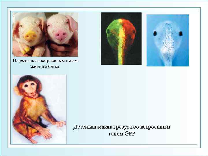 Поросенок со встроенным геном желтого белка Детеныш макака резуса со встроенным геном GFP 