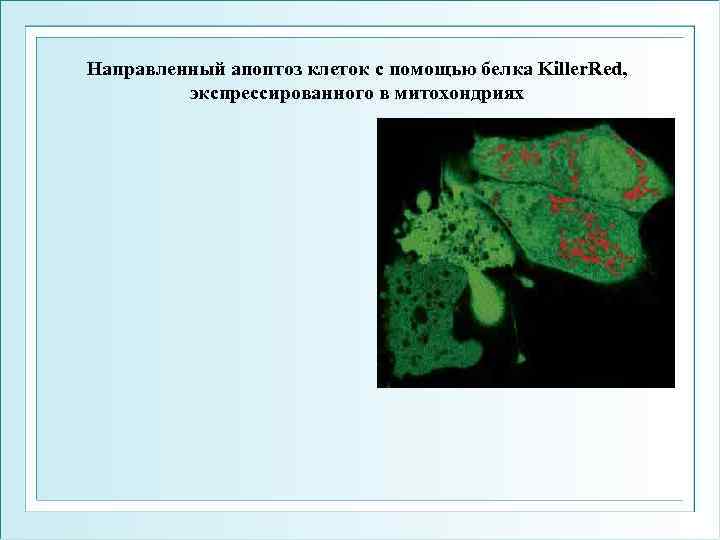 Направленный апоптоз клеток с помощью белка Killer. Red, экспрессированного в митохондриях 