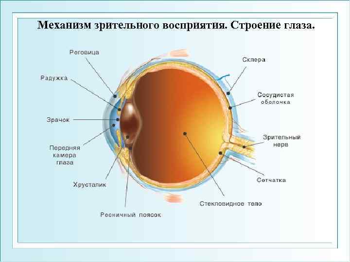Механизм зрительного восприятия. Строение глаза. 
