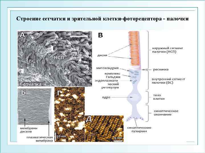 Строение сетчатки и зрительной клетки-фоторецептора - палочки 
