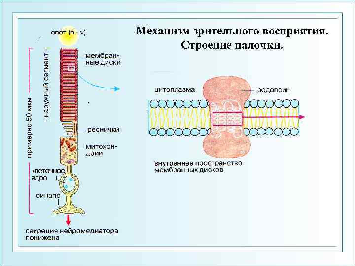 Механизм зрительного восприятия. Строение палочки. 