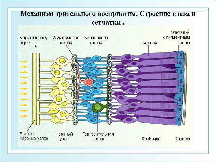 Механизм зрительного восприятия. Строение глаза и сетчатки. 