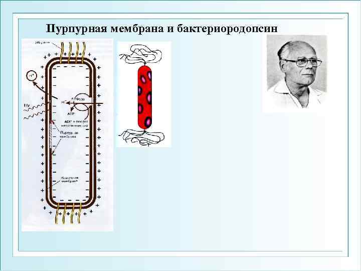 Пурпурная мембрана и бактериородопсин 