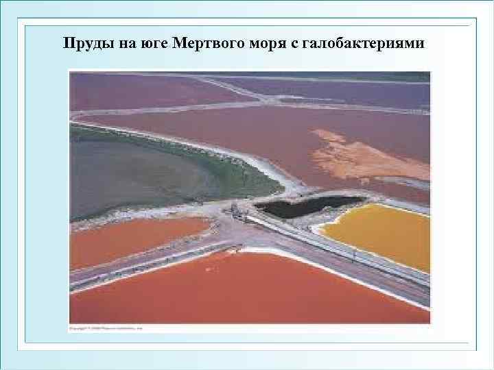 Пруды на юге Мертвого моря с галобактериями 