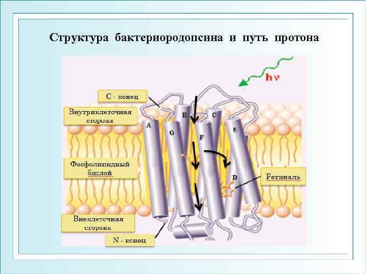 Структура бактериородопсина и путь протона 