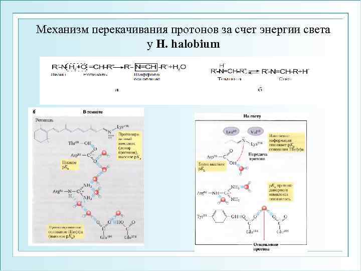 Механизм перекачивания протонов за счет энергии света у H. halobium 