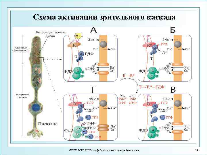 Схема активации зрительного каскада ФГОУ ВПО ЮФУ каф. биохимии и микробиологии 14 