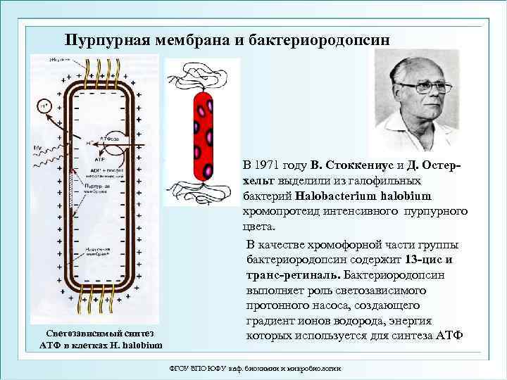  Пурпурная мембрана и бактериородопсин В 1971 году В. Стоккениус и Д. Остер- хельт