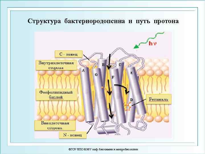 Структура бактериородопсина и путь протона ФГОУ ВПО ЮФУ каф. биохимии и микробиологии 