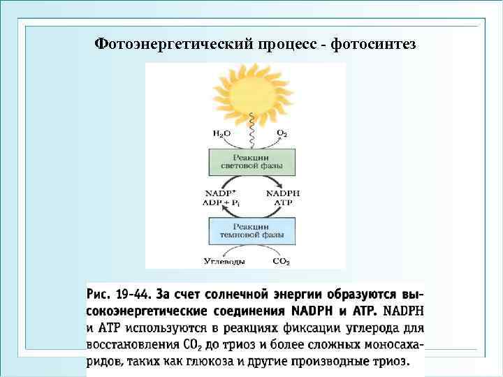 Фотоэнергетический процесс - фотосинтез 