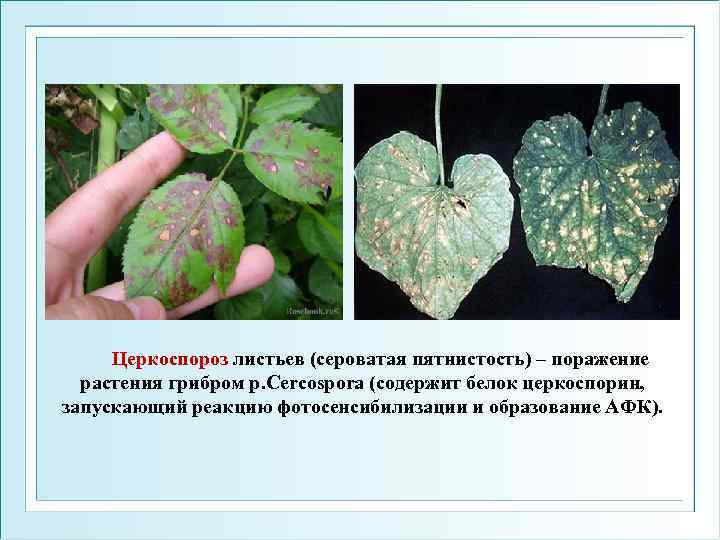  Церкоспороз листьев (сероватая пятнистость) – поражение растения грибром р. Cercospora (содержит белок церкоспорин,
