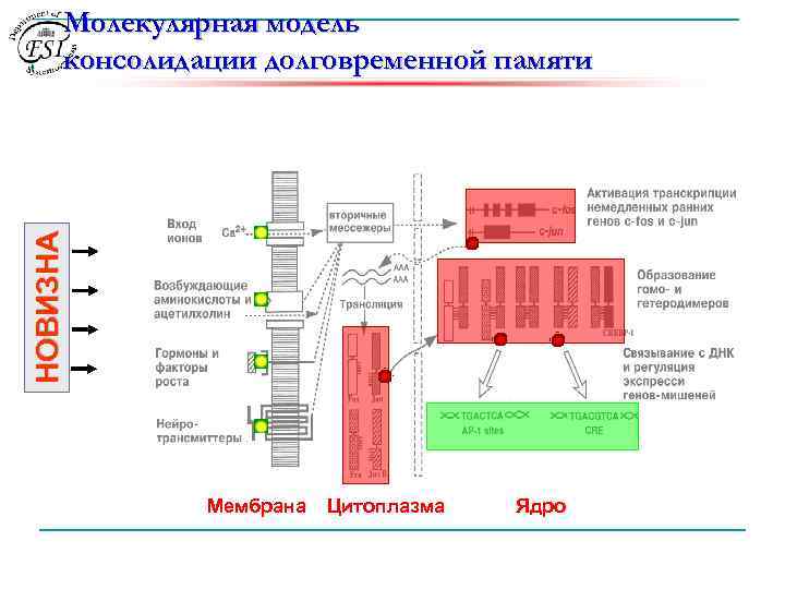 НОВИЗНА Молекулярная модель консолидации долговременной памяти Мембрана Цитоплазма Ядро 