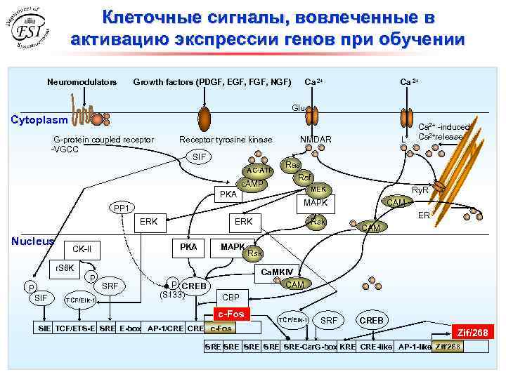 Клеточные сигналы, вовлеченные в активацию экспрессии генов при обучении Neuromodulators Growth factors (PDGF, EGF,