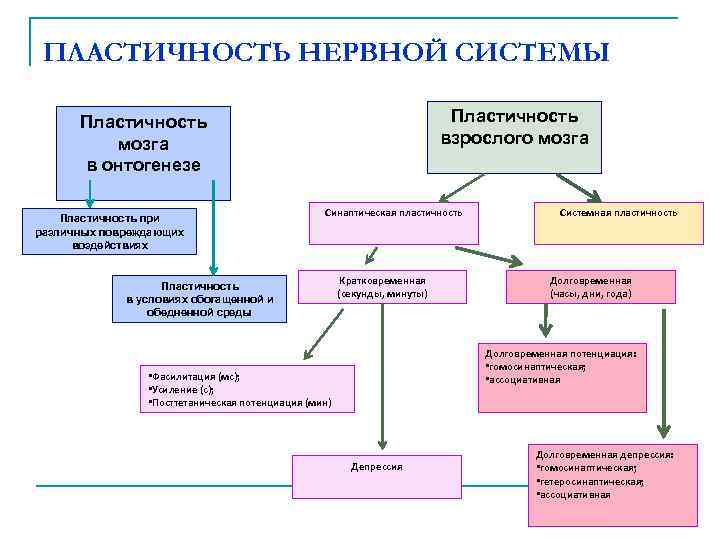 ПЛАСТИЧНОСТЬ НЕРВНОЙ СИСТЕМЫ Пластичность взрослого мозга Пластичность мозга в онтогенезе Пластичность при различных повреждающих
