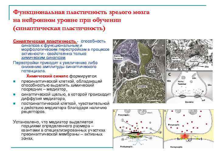 Функциональная пластичность зрелого мозга на нейронном уровне при обучении (синаптическая пластичность) Синаптическая пластичность -