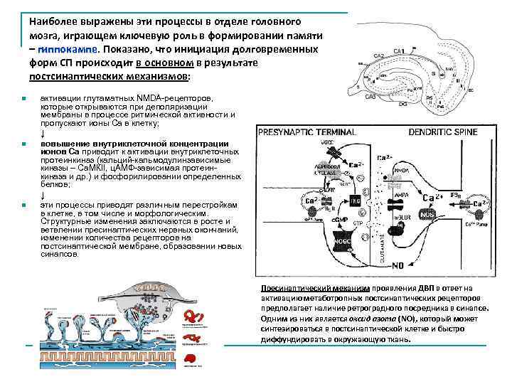 Наиболее выражены эти процессы в отделе головного мозга, играющем ключевую роль в формировании памяти