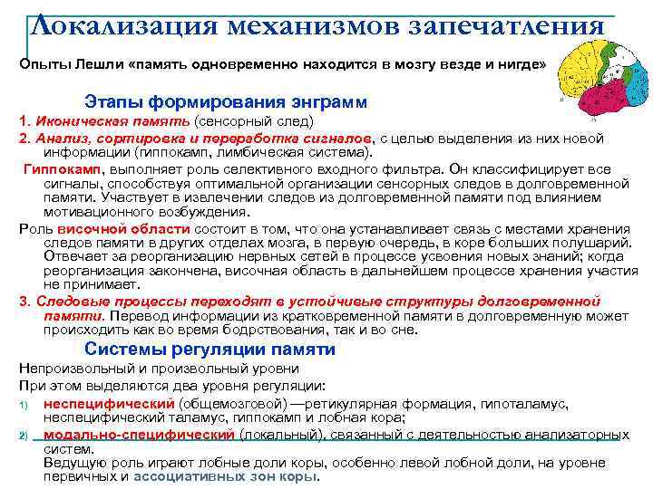 Локализация механизмов запечатления Опыты Лешли «память одновременно находится в мозгу везде и нигде» Этапы