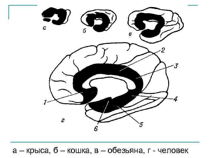 а – крыса, б – кошка, в – обезьяна, г - человек 