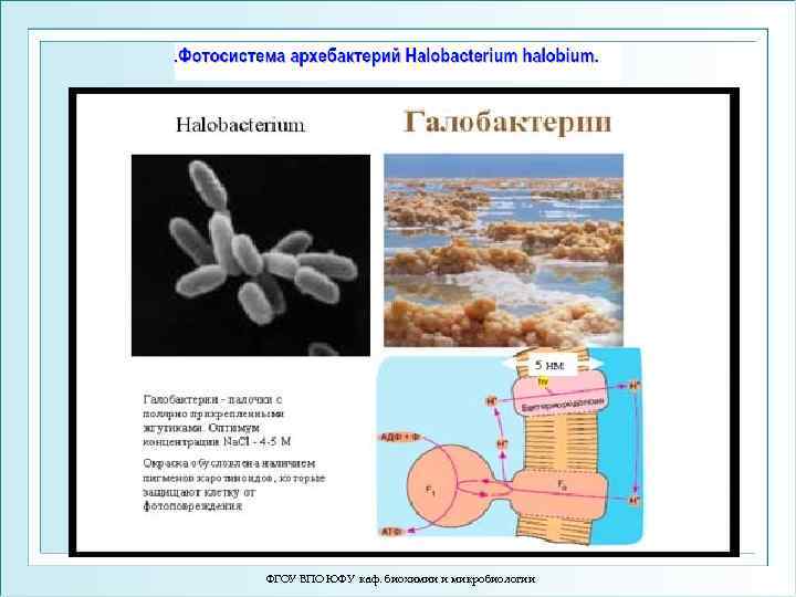 ФГОУ ВПО ЮФУ каф. биохимии и микробиологии 