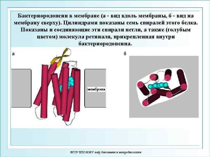 Бактериородопсин в мембране (а - вид вдоль мембраны, б - вид на мембрану сверху).