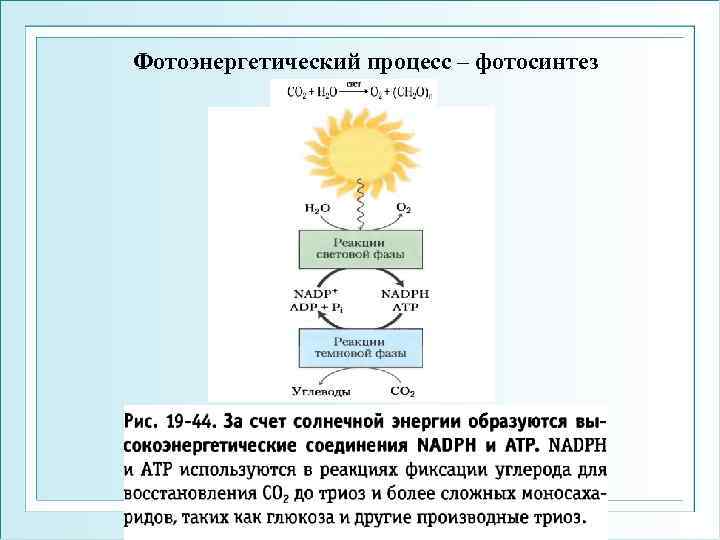 Фотоэнергетический процесс – фотосинтез 