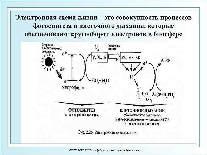 Электронная схема жизни – это совокупность процессов фотосинтеза и клеточного дыхания, которые обеспечивают кругооборот