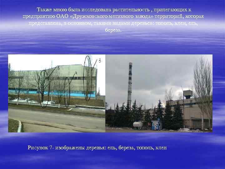 Также мною была исследована растительность , прилегающих к предприятию ОАО «Дружковского метизного завода» территорий,